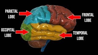 Frontal Lobe Parietal Lobe Occipital Lobe OH MY [upl. by Elleinaj]