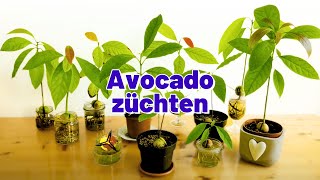 Avocadokern keimen lassen amp einpflanzen [upl. by Dabbs241]