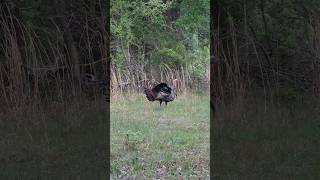 Spring Gobbler Goes Down🦃🥊 hunting turkey tss spring [upl. by Asirem]