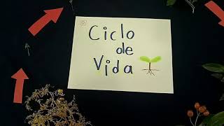 Ciclo de vida de las plantas para niños de preescolar [upl. by Kariotta]