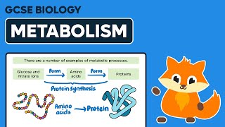 Metabolism  GCSE Biology [upl. by Kenison429]