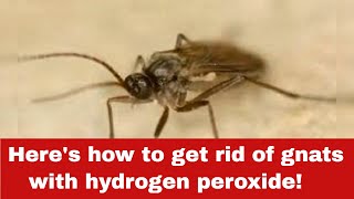 How to Get Rid of Gnats with Hydrogen Peroxide In Simple Steps [upl. by Kitty581]