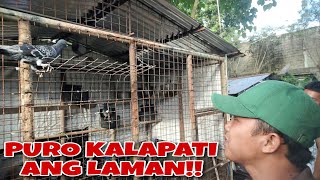 TAMBAKAN NG KALAKAL TAMBAK DIN NG KALAPATI MAY IMPORTED PA [upl. by Irollam]