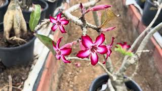 Adenium Multiflorum [upl. by Gaige854]