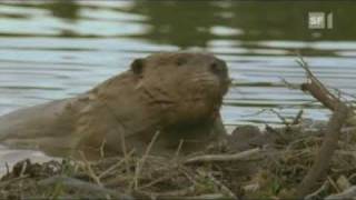 Biber fällt einen Baum  Beaver fells a tree [upl. by Furnary802]