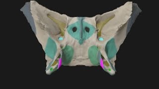 Sphenoid bone9 Pterygoid Hamulus [upl. by Ntisuj708]