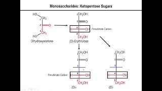 Lec10  Fischer Projection of Ketose Sugars [upl. by Bowe]