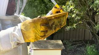 Beekeeping  Revisiting the weak hive Inspection 2 post Australian winter 2024 [upl. by Rickie338]