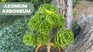 AEONIUM ARBOREUM  Cuidados  Eliminar Pulgones [upl. by Myk]