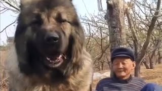 GIANT CAUCASIAN SHEPHERD💰💯 [upl. by Jelsma]