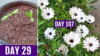 How to GROW DimorphothecaAfrican DAISY From Seed [upl. by Deerc]