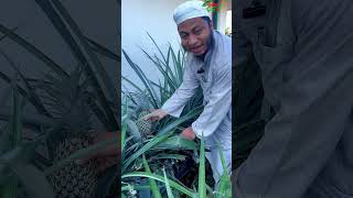 ছাদ বাগানে আনারস চাষ follow pineapple highlights আনারস রুপটপ ছাদবাগান garden agriculture [upl. by Juback]