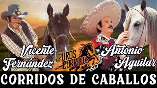 Vicente Fernández y Antonio Aguilar con Tambora ⭐ 30 Éxitos Corridos de Caballos Famosos Mix 🏇 🐎 🐴 [upl. by Melinda]