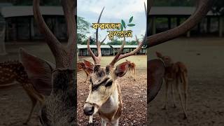 Karamjal Sundarban  করমজল সুন্দরবন  Wildlife breeding center Khulna sundarban bangladesh tour [upl. by Carnes379]