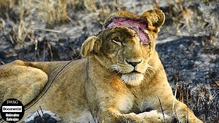 Dolorosos Que Ha Sufrido El León Mientras Cazaba A Su Presa Y ¿Qué Pasa Después  Animales Salvajes [upl. by Obara83]