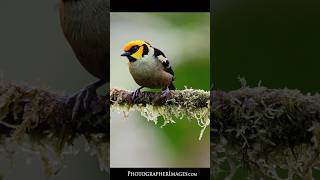 Beautiful Ecuador Tanager Birds shorts [upl. by Whitby]