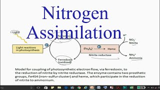 Nitrogen Assimilation in plants [upl. by Sharos]