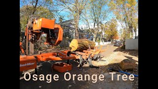 Osage Orange in Grant Park  Sawmill ASMR [upl. by Shurlocke]