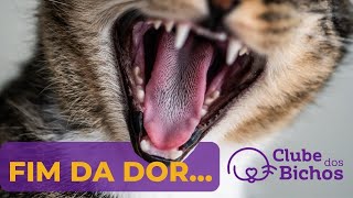 ✅ 😺 Tratamento gengivoestomatite felina  🐈 [upl. by Ajnat]