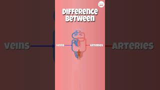 Arteries vs Veins What’s the Difference [upl. by Supple179]