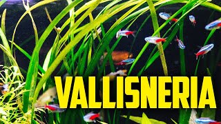 How to Care for Vallisneria  The One Plant Wonder [upl. by Harty39]