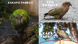 Kakapo Parrot Known As Owl Parrot Night Parrot amp Mighty Moss Chicken [upl. by Ikaz972]