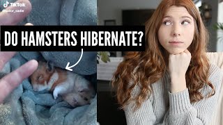 Do Hamsters Hibernate [upl. by Maurita158]