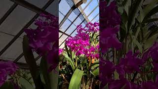 Guarianthe Bowringiana Orchid🥰🥰 looks extremely beautiful [upl. by Aerdnat]