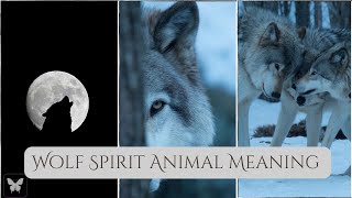 Wolf Symbolism Spirit Animal Meaning  does wolf have a message for you [upl. by Enelyar]