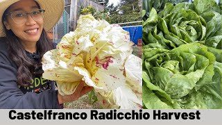 Harvesting Castelfranco Radicchio l Radicchio Growing [upl. by Acinoed]