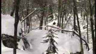 SNOWBOARDER HITS TREE Funny [upl. by Aehsal780]