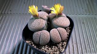 リトープス開花タイムラプス（短時間） Timelapse video of flower of Lithops short time ver [upl. by Elia401]