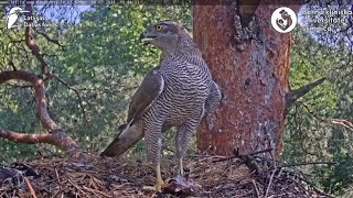 Goshawks RigaBKUS ° 16 Juli 🌾 Pērles letzter Futtertransfer [upl. by Carmina654]