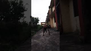 Hanuman dand trending minivlog 75hard viral minivlog fitnessmotivation youtubeshorts shorts [upl. by Animas565]