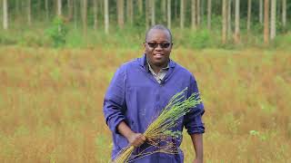 PLANTING AND HARVEST OF FLAX SEEDS WITH OMUKENKUFU NYANZI JULIUS Part 2 [upl. by Kaazi]