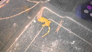 Crested gecko eating crickets Feeding Video [upl. by Yelsel]