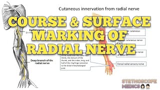 Course amp Surface Marking of Radial Nerve Clinical Anatomy of Radial Nerve Superior Extremity [upl. by Iand903]