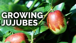 Growing Jujubes The quotWeird Applequot That Tastes Absolutely Delicious [upl. by Furmark]