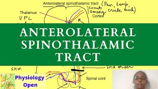 Anterolateral pathway physiology  Ascending tracts of spinal cord  CNS physiology mbbs [upl. by Willner]