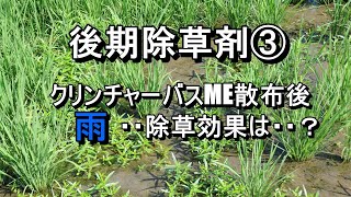 後期除草剤のクリンチャーバスMEを散布後に雨続き・・湛水状態の田んぼ・・除草効果は・・？ [upl. by Moriyama]