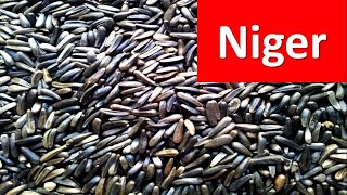 How to produce Niger oilseeds Guizotia abyssinica [upl. by Kyte]