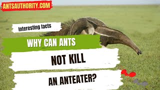 Why Can Ants Not Kill An Anteater [upl. by Eanrahs]