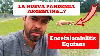 La nueva PANDEMIA ARGENTINA ENCEFALOMIELITIS EQUINA QUE ESTA PASANDO [upl. by Atalaya]