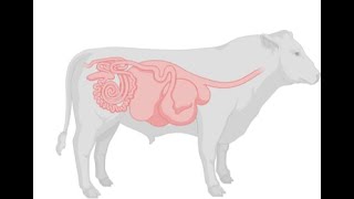 BIOQUÍMICA PARA VETERINARIOS INTEGRACIÓN METABÓLICA EN RUMIANTES [upl. by Lancelle]