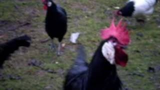 Minorca rooster and other chickenavi [upl. by Yddur]