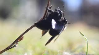 Carpenter bees Xylocopa violacea mating 20200302 [upl. by Alekal986]