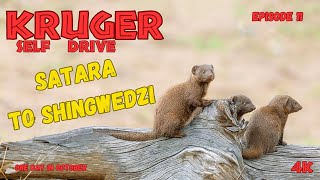 Where To Drive In Kruger Satara To Shingwedzi [upl. by Ahsikin683]