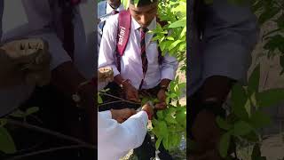 Air layering plant propagation method Sandip University Agriculture students practical [upl. by Ribaj593]