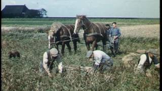 Parels uit het Archief NoordFriesland  aardappelland [upl. by Harlin200]