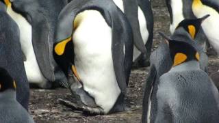 Penguin feeding chick [upl. by Immot]